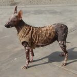 Peruviansk Nakenhund