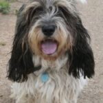 Petit Basset Griffon Vendeen