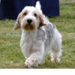 Petit Basset Griffon Vendeen
