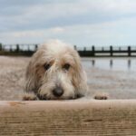 Petit Basset Griffon Vendeen