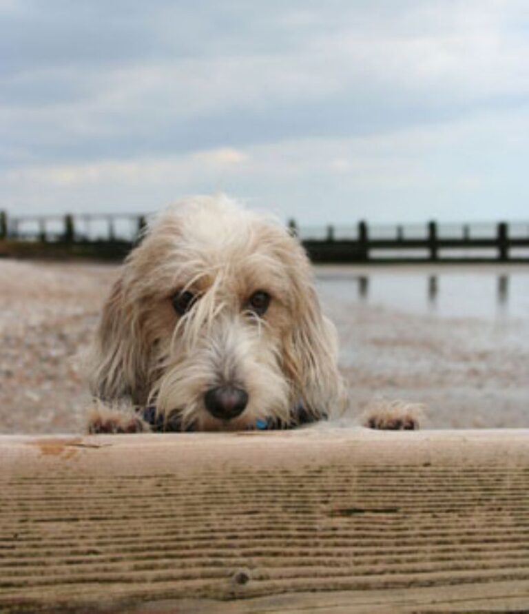 Petit Basset Griffon Vendeen