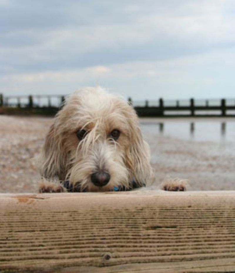 Petit Basset Griffon Vendeen