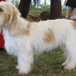 Petit Basset Griffon Vendeen