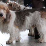 Petit Basset Griffon Vendeen