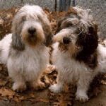 Petit Basset Griffon Vendeen