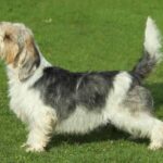 Petit Basset Griffon Vendeen