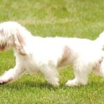 Petit Basset Griffon Vendeen
