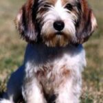 Petit Basset Griffon Vendeen