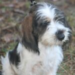 Petit Basset Griffon Vendeen