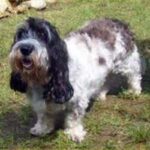Petit Basset Griffon Vendeen