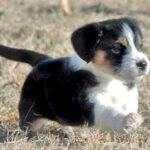 Petit Basset Griffon Vendeen