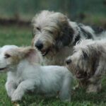 Petit Basset Griffon Vendeen