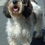 Petit Basset Griffon Vendeen