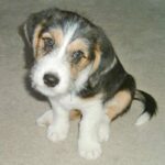 Petit Basset Griffon Vendeen