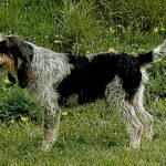 Petit Griffon Bleu De Gascogne