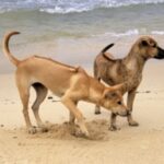Phu Quoc Ridgeback