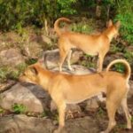 Phu Quoc Ridgeback