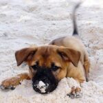 Phu Quoc Ridgeback
