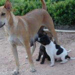 Phu Quoc Ridgeback