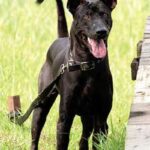 Phu Quoc Ridgeback