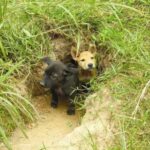 Phu Quoc Ridgeback