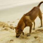 Phu Quoc Ridgeback