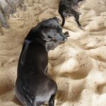 Phu Quoc Ridgeback