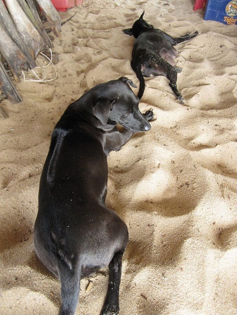 Phu Quoc Ridgeback
