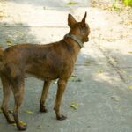 Phu Quoc Ridgeback