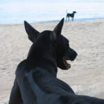 Phu Quoc Ridgeback