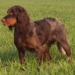 Picard Spaniel