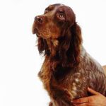 Picard Spaniel