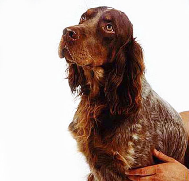 Picard Spaniel