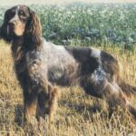 Picard Spaniel