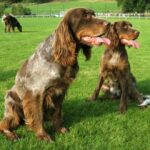 Picard Spaniel