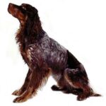 Picard Spaniel