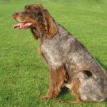 Picard Spaniel