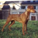 Pinscher