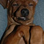 Pinscher
