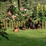 Pinscher