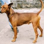 Pinscher
