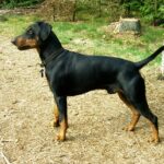 Pinscher