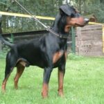 Pinscher
