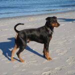 Pinscher