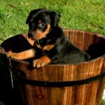 Pinscher