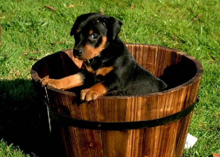 Pinscher
