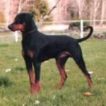 Pinscher