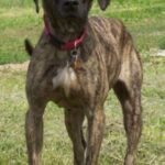 Plott Hound