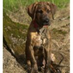 Plott Hound