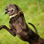 Plott Hound